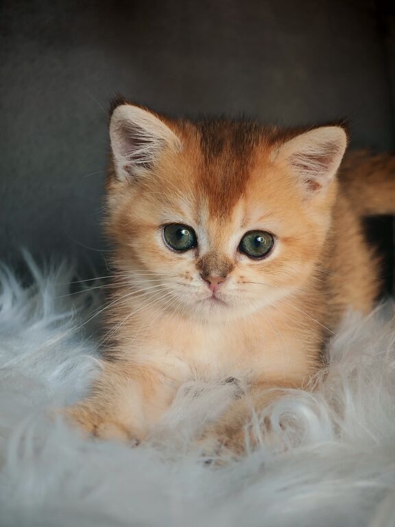 5403599  Gattini scottish