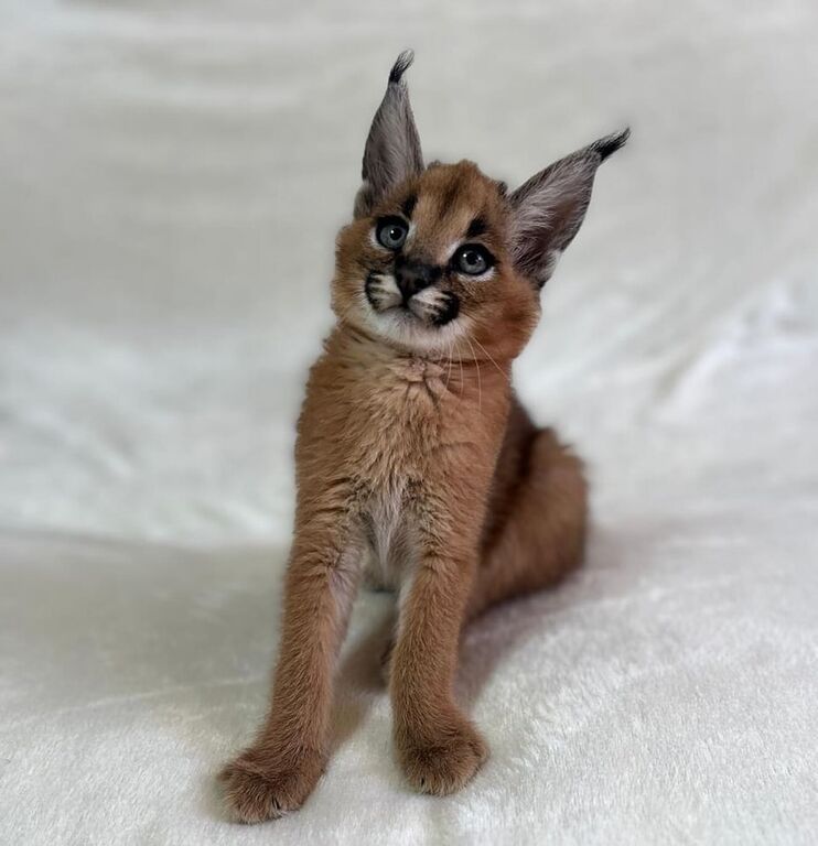 5381256  gattini serval e caracal