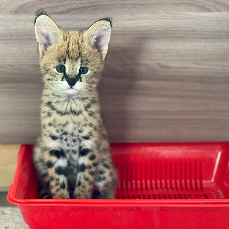 5381257  gattini serval e caracal