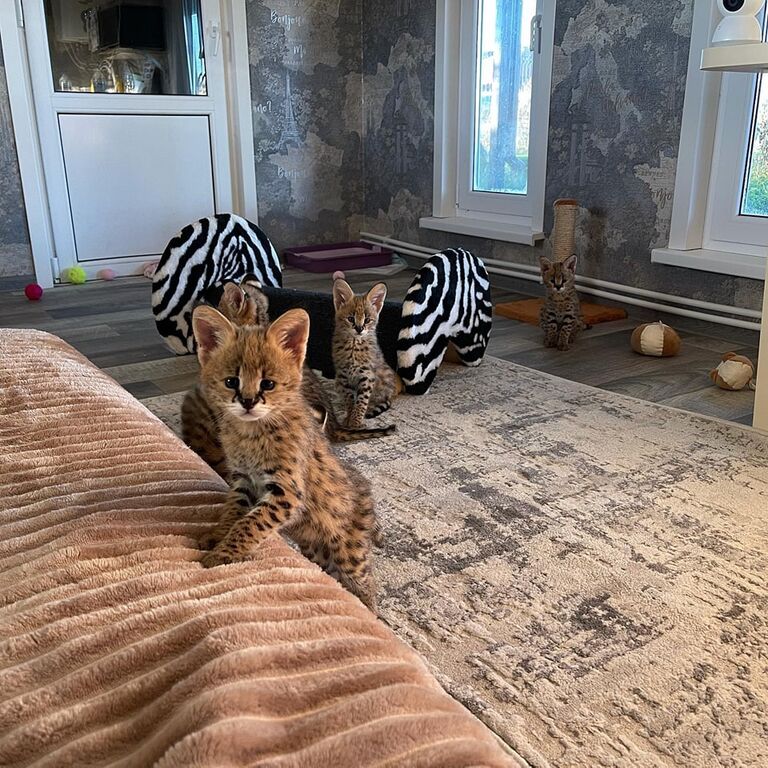 5381258  gattini serval e caracal
