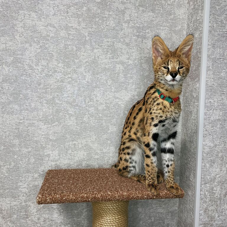 5381259  gattini serval e caracal