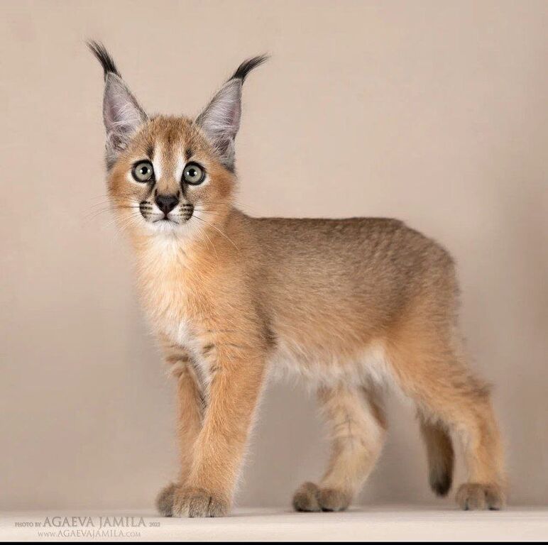 5405676  gattino caracal disponibile