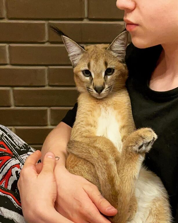 5405677  gattino caracal disponibile