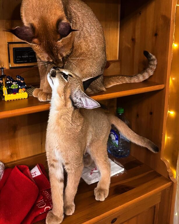 5405678  gattino caracal disponibile