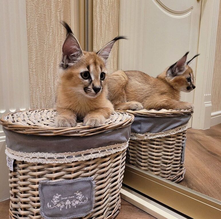 5405679  gattino caracal disponibile