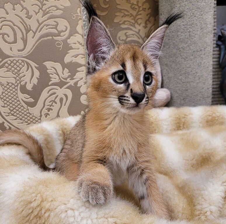 5405680  gattino caracal disponibile