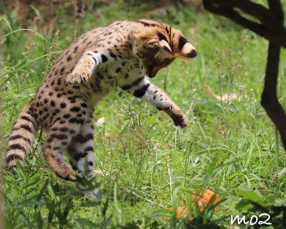 5354269  gattino serval disponibile