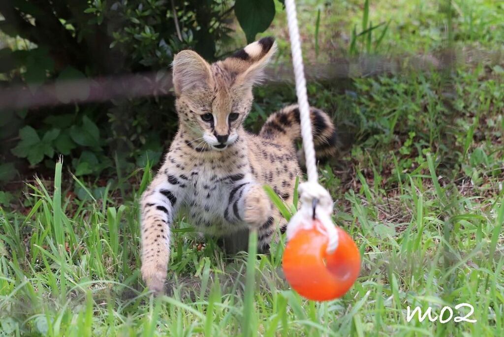 5402106  gattino serval disponibile