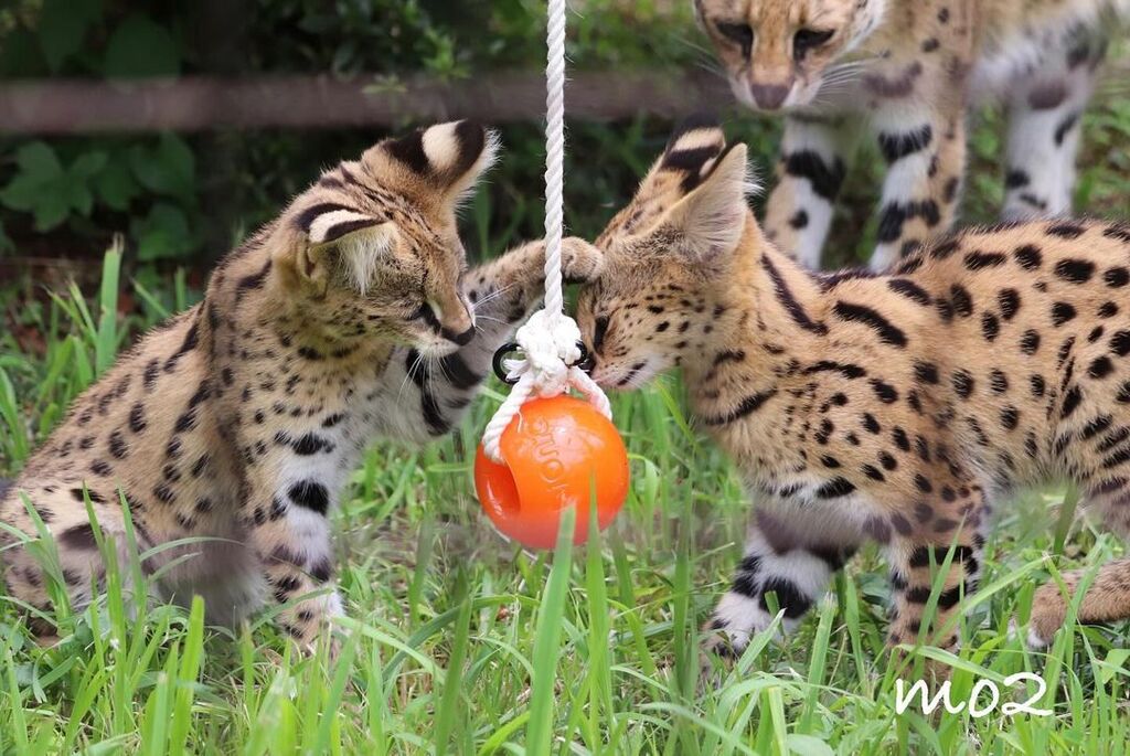 5402108  gattino serval disponibile