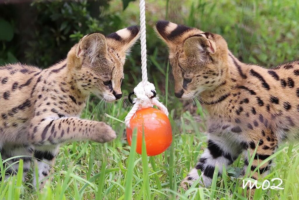 5402109  gattino serval disponibile
