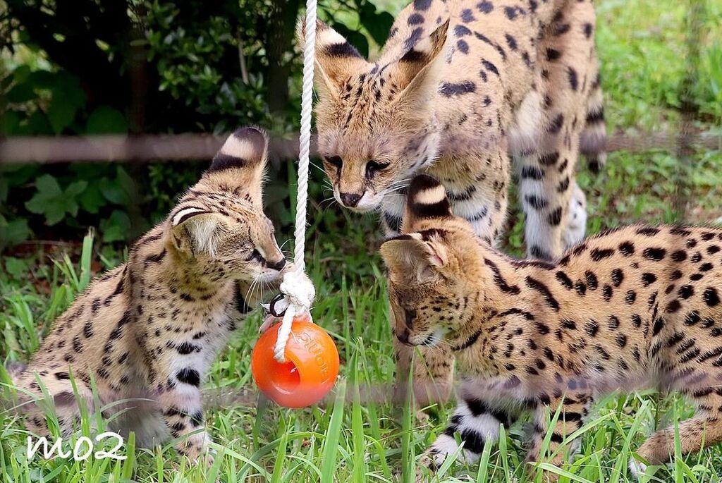 5402110  gattino serval disponibile