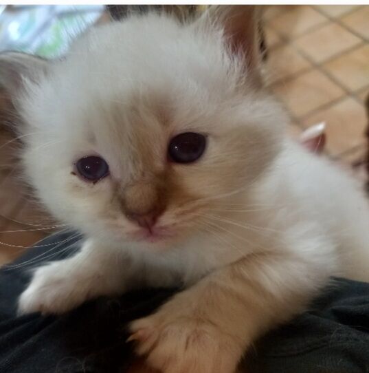 5378948  Gatto Sacro di Birmania