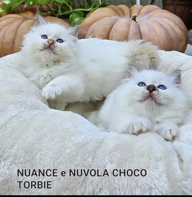 5406115   Gatto Sacro di Birmania
