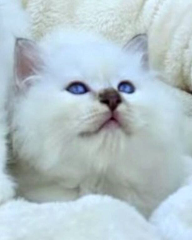 5406116   Gatto Sacro di Birmania