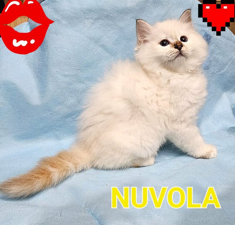 5406117   Gatto Sacro di Birmania