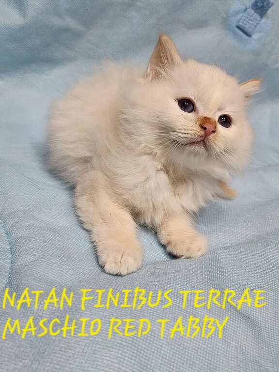 5406118   Gatto Sacro di Birmania