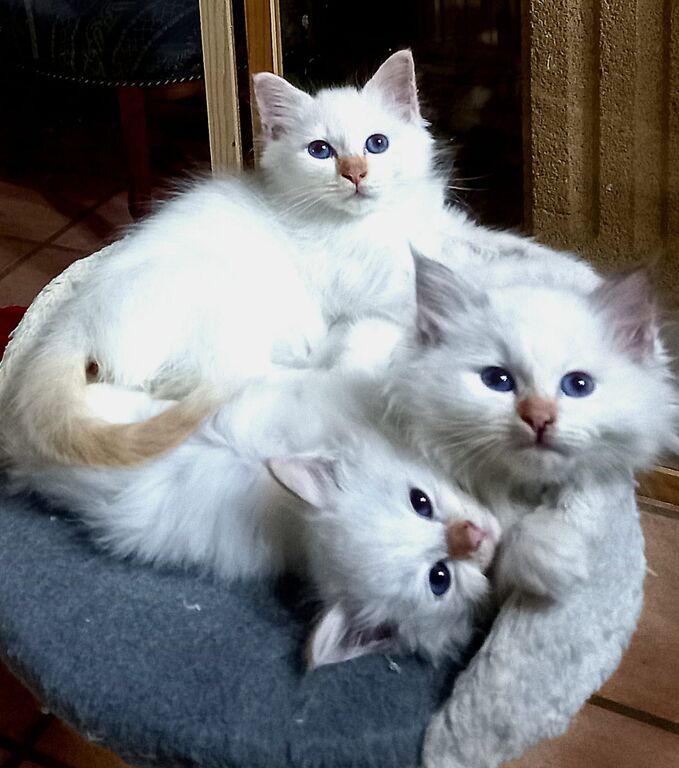 5406119   Gatto Sacro di Birmania
