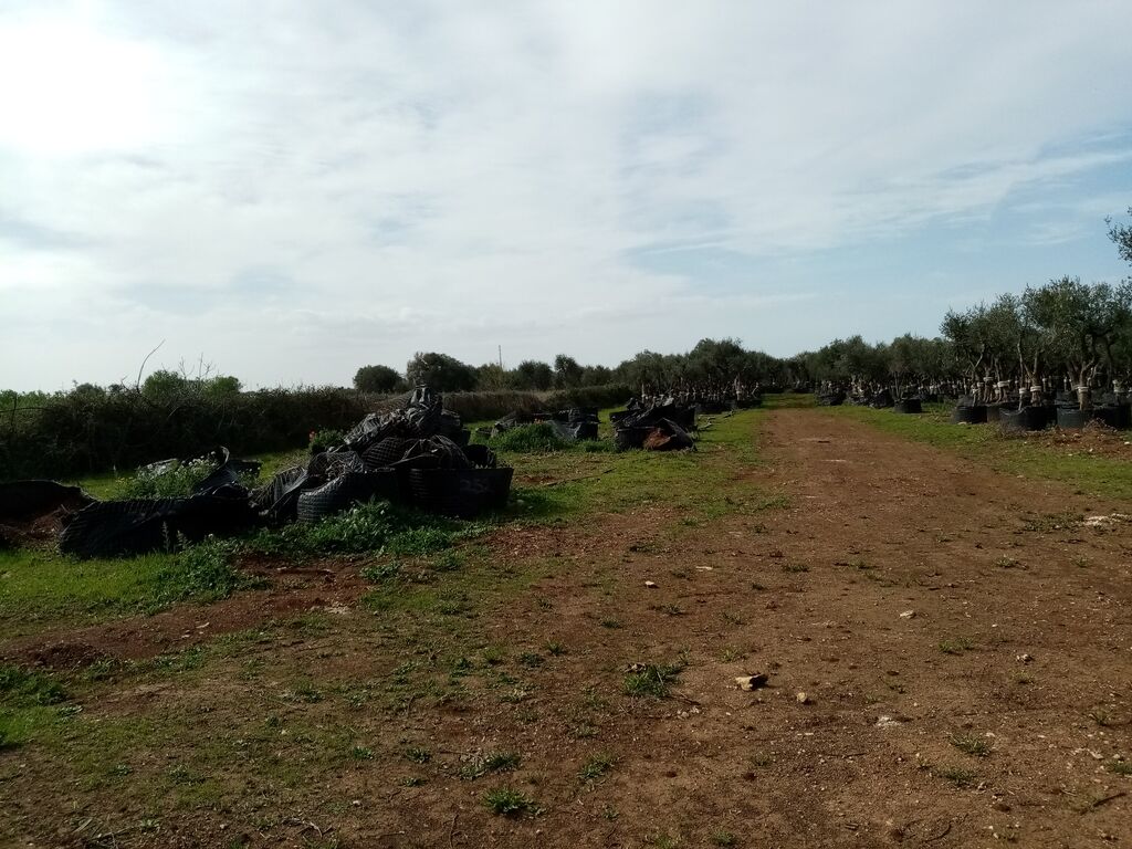 5404253  in affitto terreno edificabile