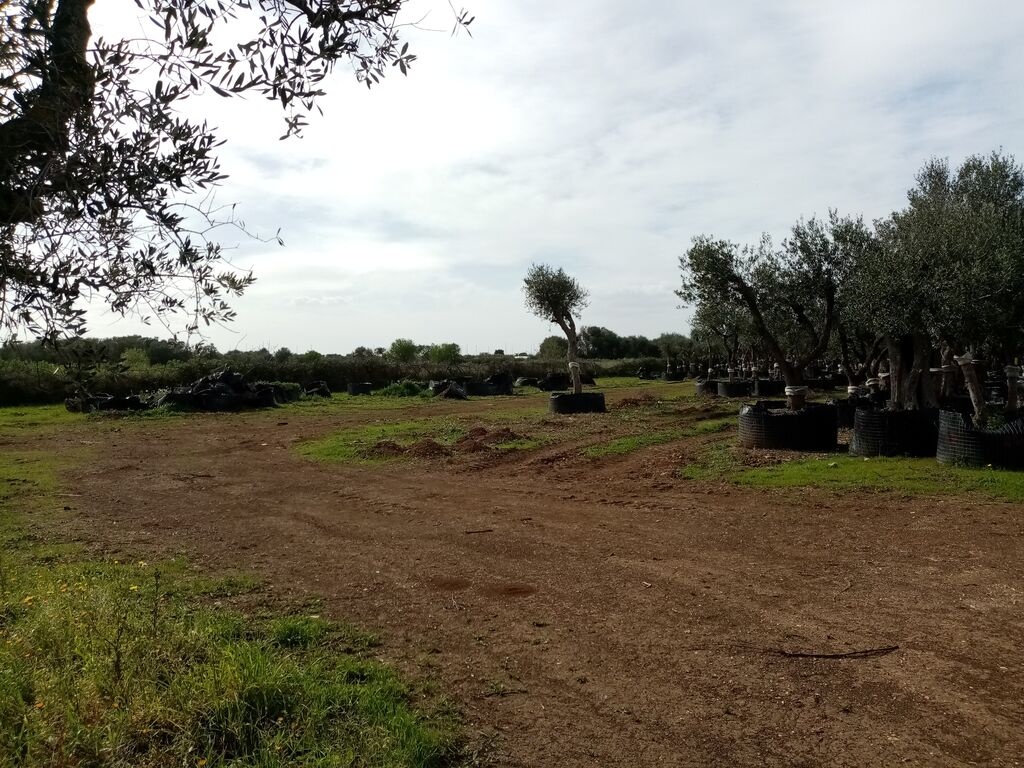 5405189  in affitto terreno edificabile