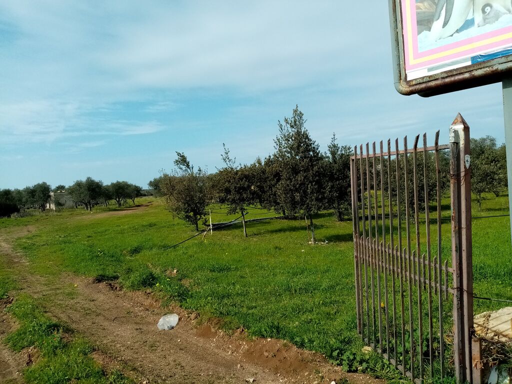 5405416  in affitto terreno edificabile