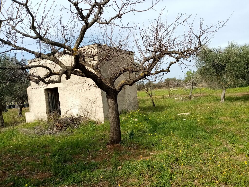 5406262  in affitto terreno edificabile