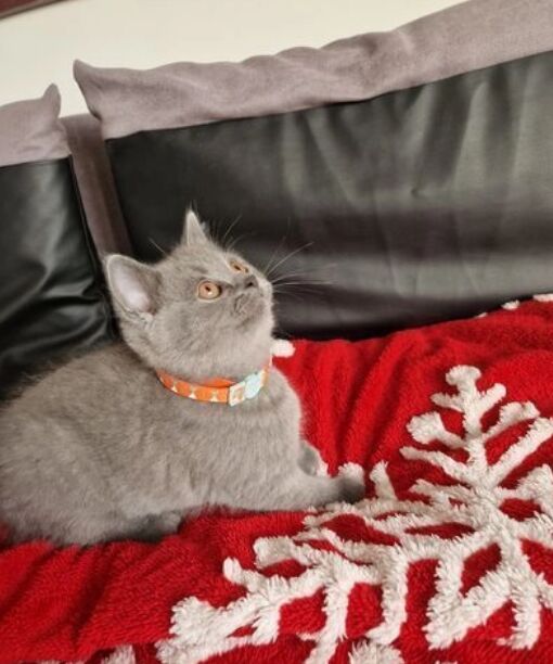 5353949  in regalo British Shorthair in
