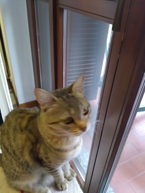 5366548  in regalo  gattina