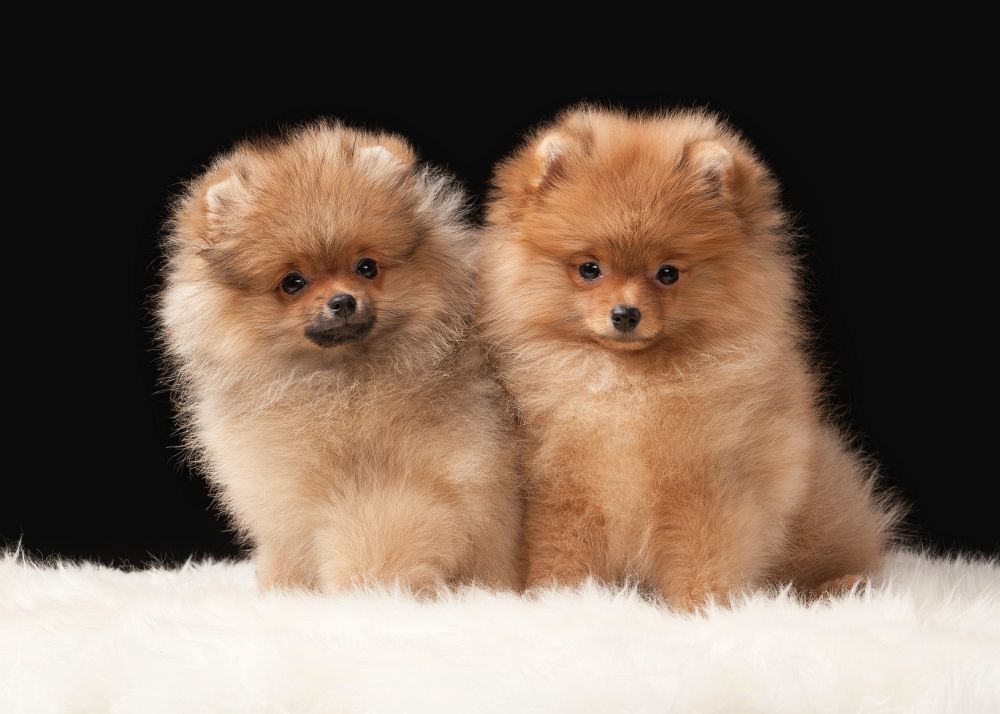 5376738  in regalo Spitz