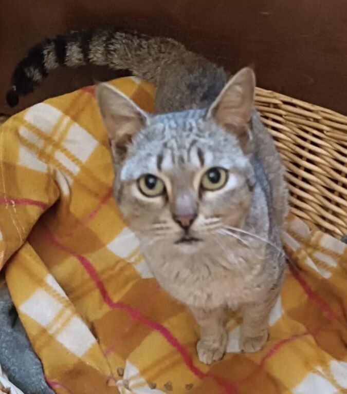 5376761  in regalo ADOZIONE DEL CUORE