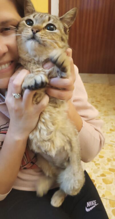 5376762  in regalo ADOZIONE DEL CUORE