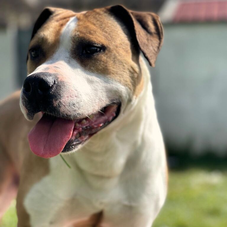 5380999  in regalo GOLD AMSTAFF