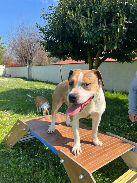 5381000  in regalo GOLD AMSTAFF