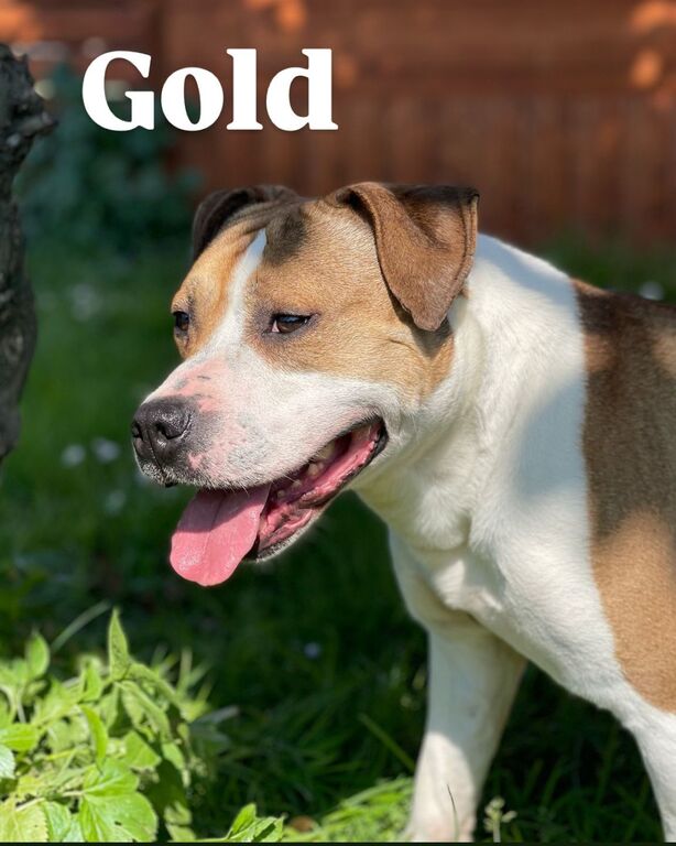5381001  in regalo GOLD AMSTAFF
