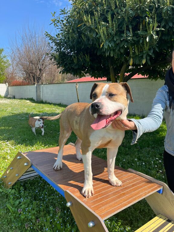 5381002  in regalo GOLD AMSTAFF