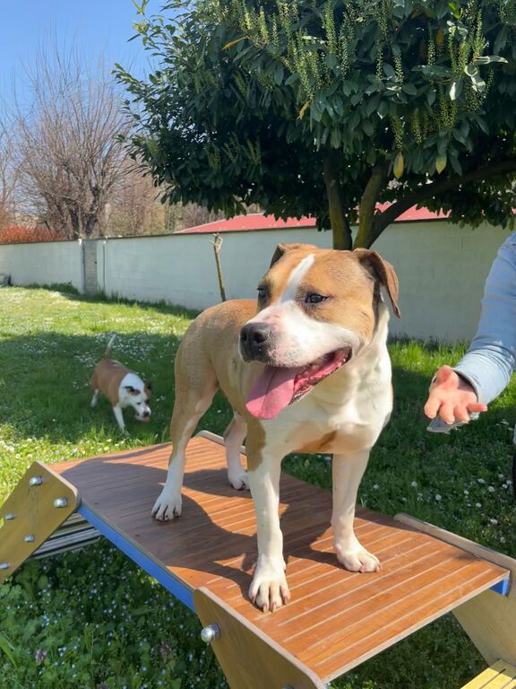 5381003  in regalo GOLD AMSTAFF