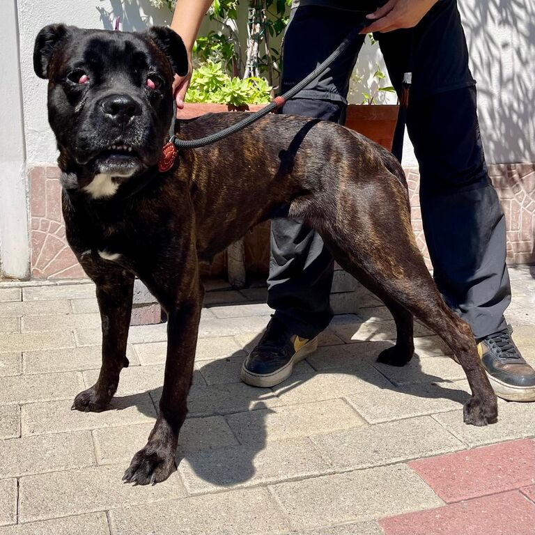 5383826  in regalo CANE METICCIO