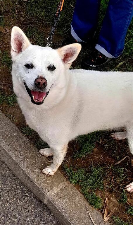 5384718  in regalo CANE METICCIO