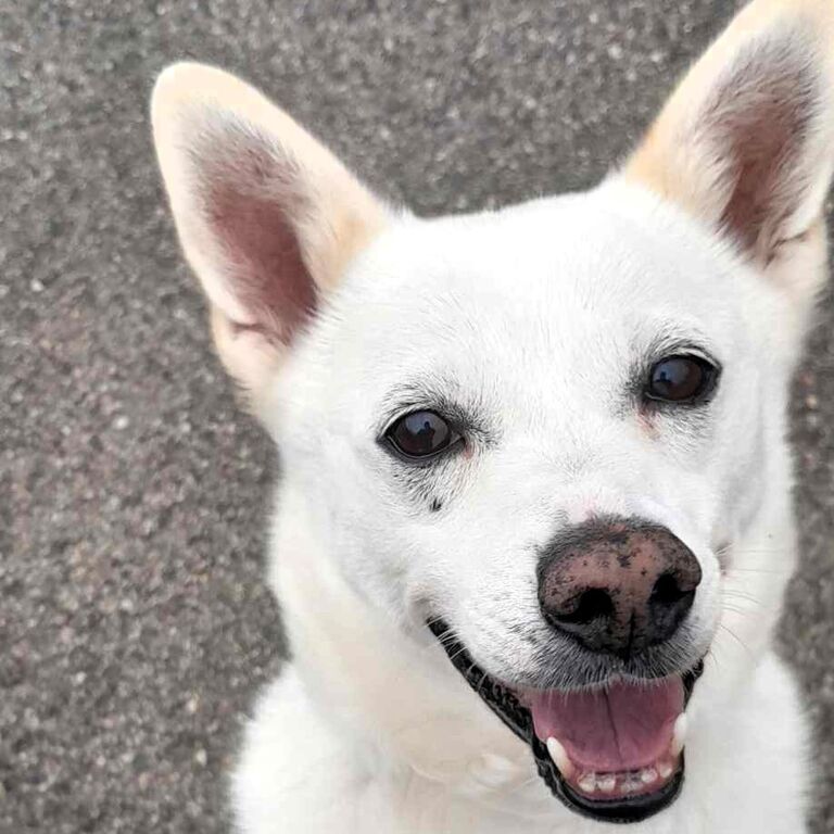 5384719  in regalo CANE METICCIO