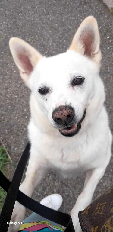 5384721  in regalo CANE METICCIO