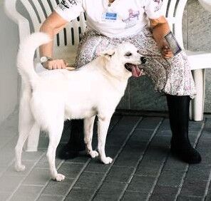 5384722  in regalo CANE METICCIO