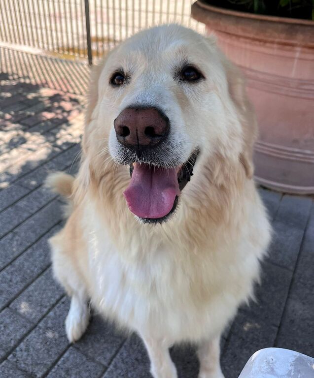 5387675  in regalo CANE METICCIO