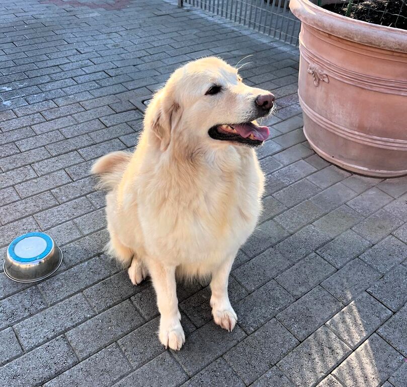 5387676  in regalo CANE METICCIO