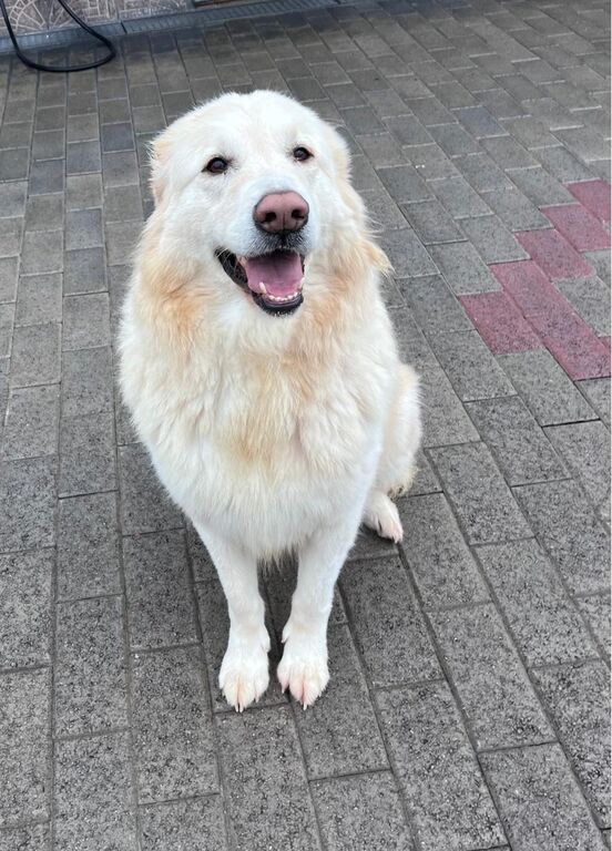 5387677  in regalo CANE METICCIO