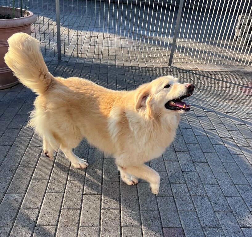 5387678  in regalo CANE METICCIO