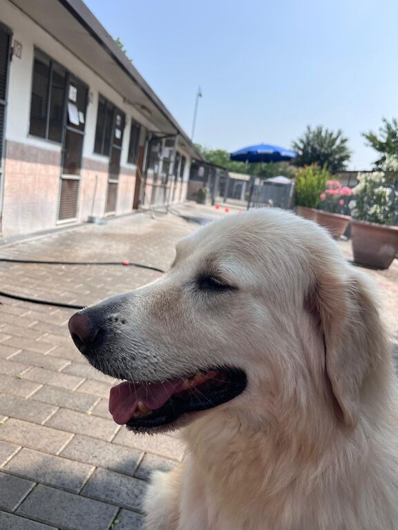 5387679  in regalo CANE METICCIO