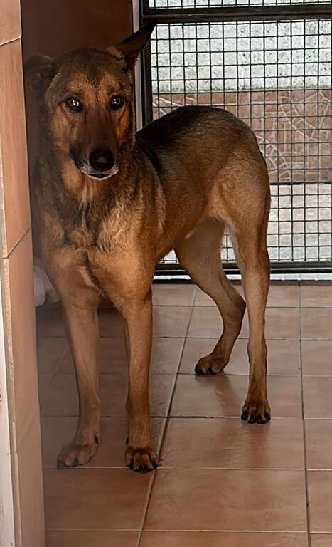 5389018  in regalo CANE METICCIO