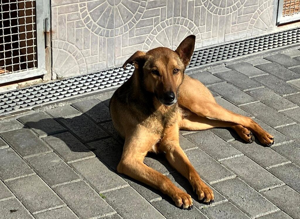 5389019  in regalo CANE METICCIO