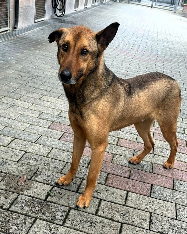 5389020  in regalo CANE METICCIO
