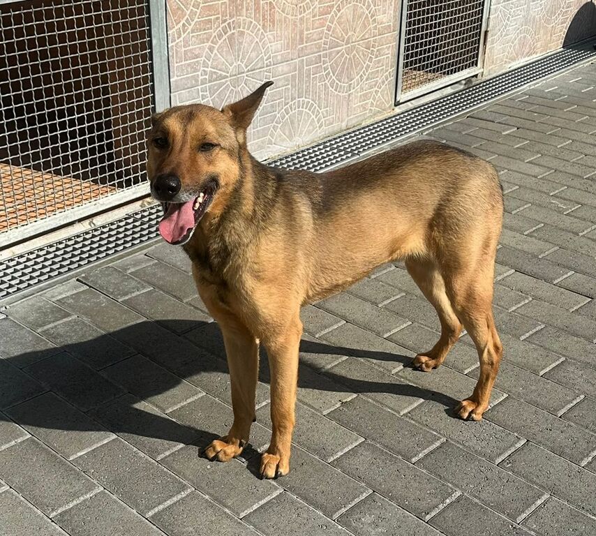 5389021  in regalo CANE METICCIO