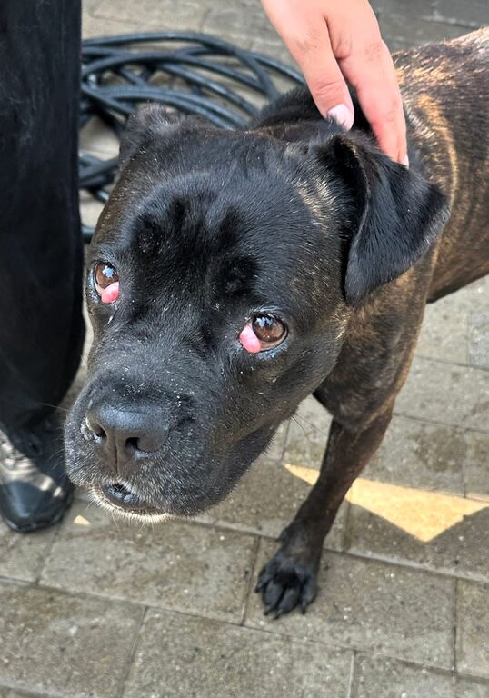 5389181  in regalo CANE METICCIO
